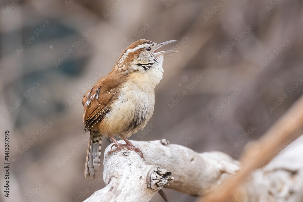Carolina wren (Thryothorus ludovicianus) singing in spring