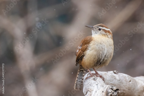 Obraz na płótnie Carolina wren (Thryothorus ludovicianus) singing in spring w salonie