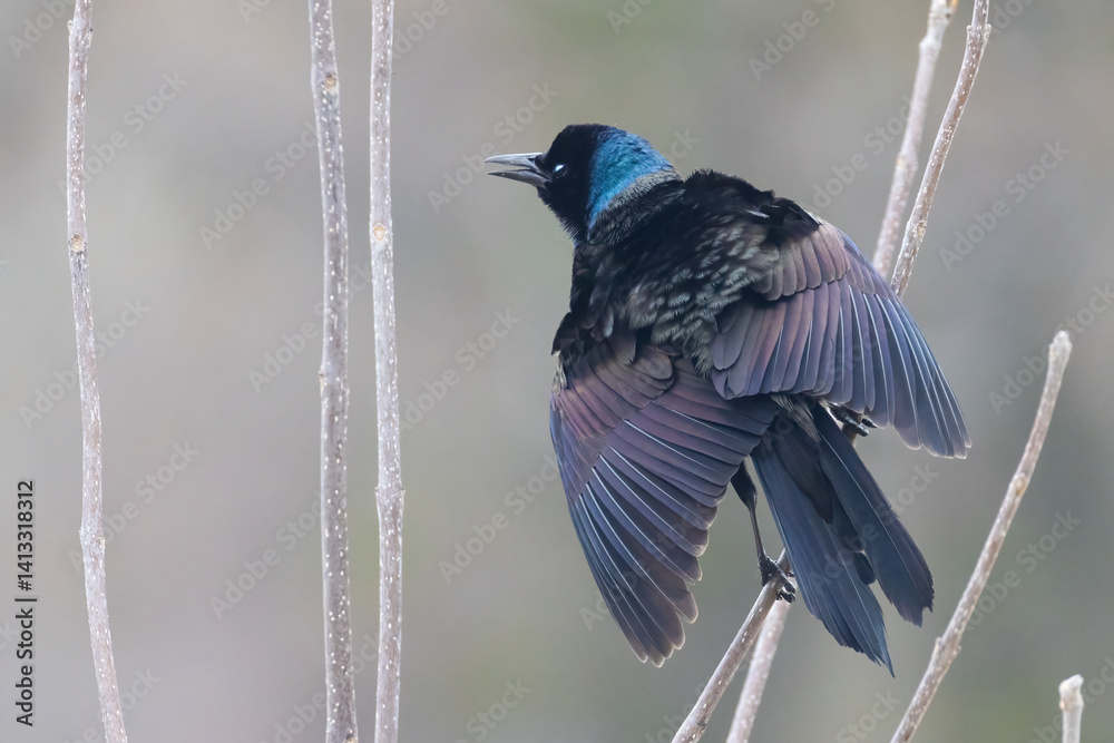 common grackle (Quiscalus quiscula) in spring