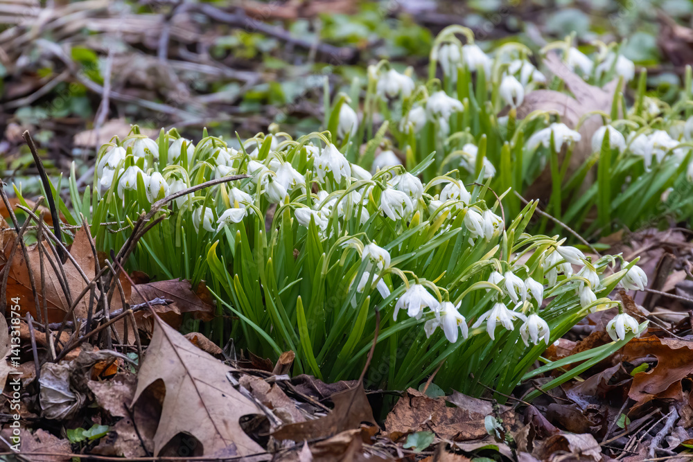 Galanthus nivalis, the snowdrop or common snowdrop