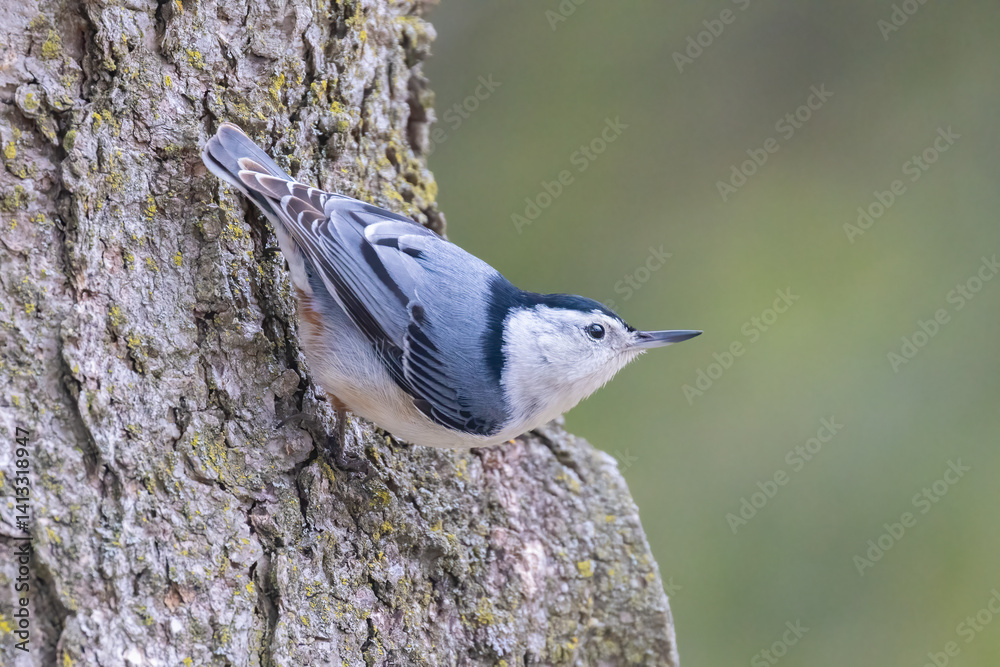 white-breasted nuthatch (Sitta carolinensis) in spring