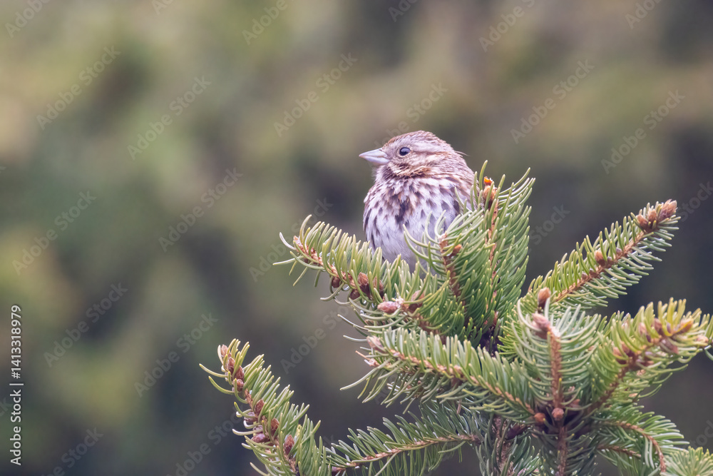 song sparrow (Melospiza melodia) in spring