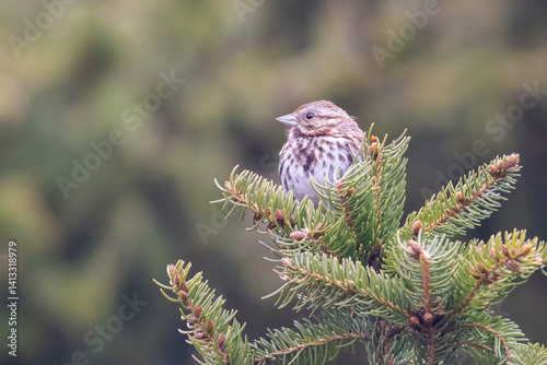 Obraz na płótnie song sparrow (Melospiza melodia) in spring w salonie