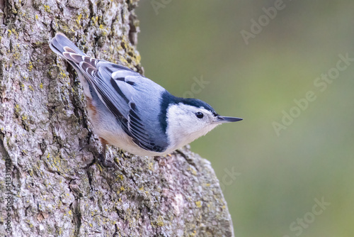 Obraz na płótnie white-breasted nuthatch (Sitta carolinensis) in spring w salonie