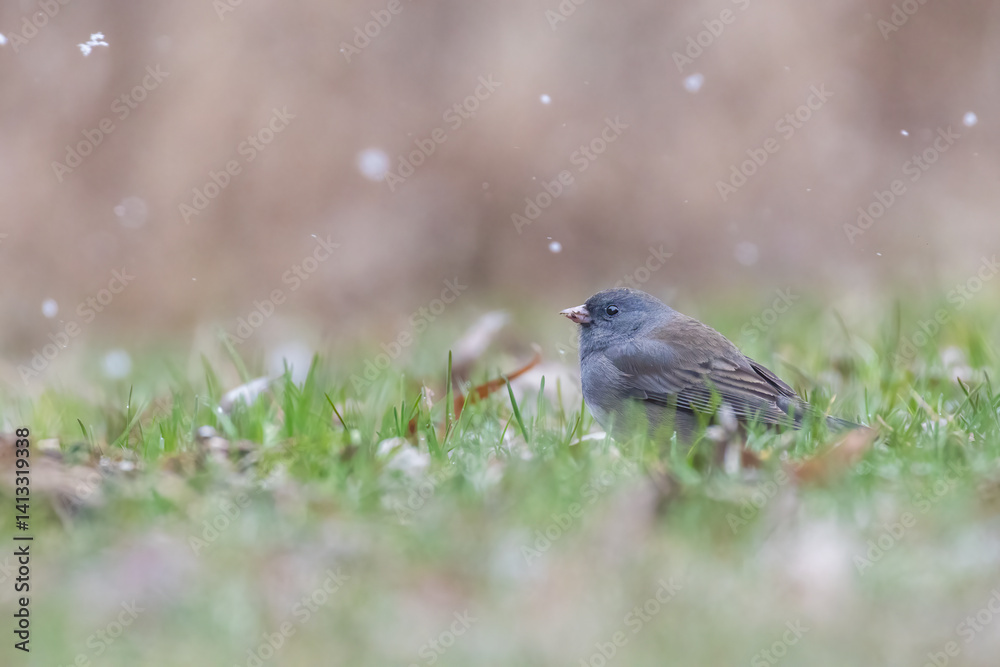 dark-eyed junco (Junco hyemalis) in early spring