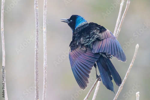 Obraz na płótnie common grackle (Quiscalus quiscula) in spring w salonie