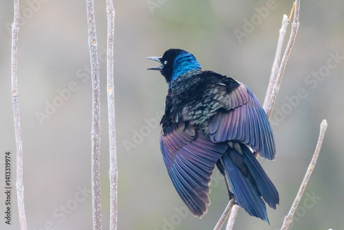 Obraz na płótnie common grackle (Quiscalus quiscula) in spring w salonie