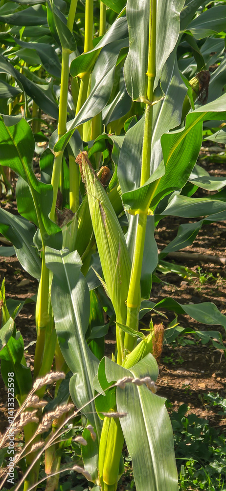 Obraz premium Mais-Konzept auf Ackerland