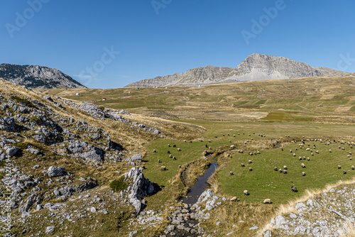 Wide-angle shot of a peaceful mountain valley in Montenegro with a flock of sheep grazing near a stream. Perfect for themes of agriculture, rural life, sustainability, and natural beauty.