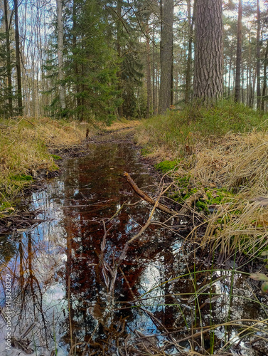 Obraz na płótnie Leśny strumień wypełniony powoli płynącą wodą. W lustrzanej powierzchni wody odbijają się niebo i okoliczne drzewa. w salonie