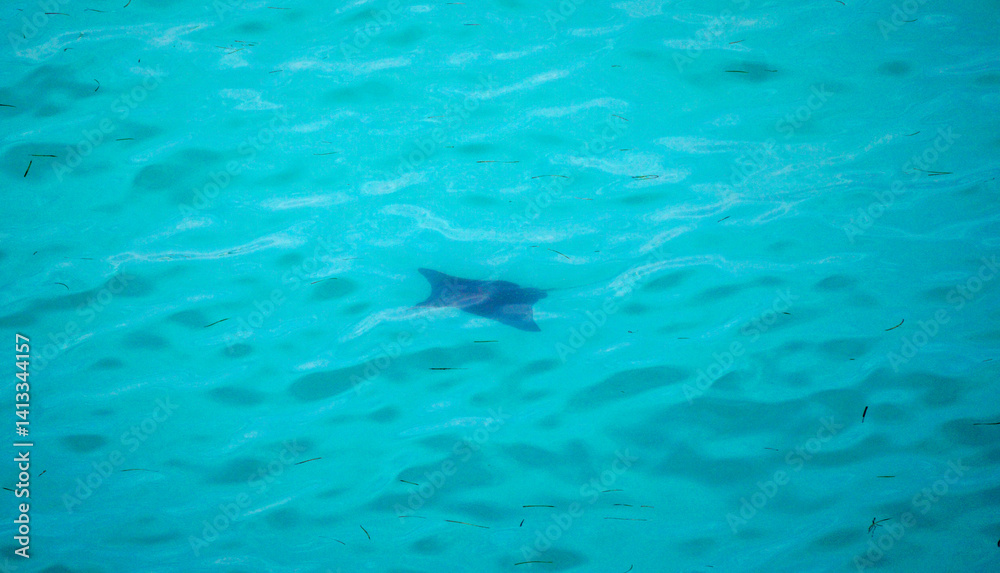 aerial view of a reef shark on the Maledives
