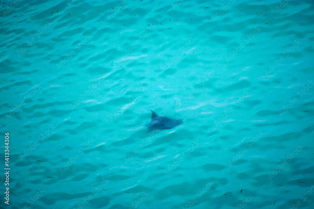 aerial view of a reef shark on the Maledives