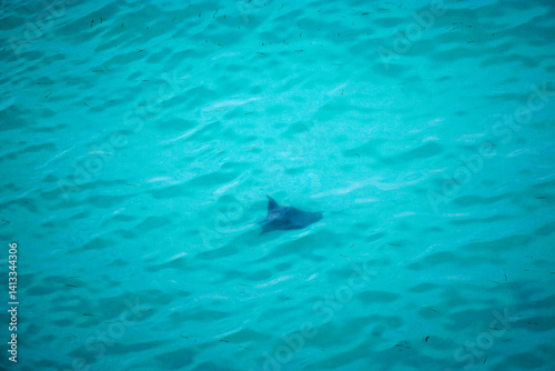 Obraz na płótnie aerial view of a reef shark on the Maledives w salonie
