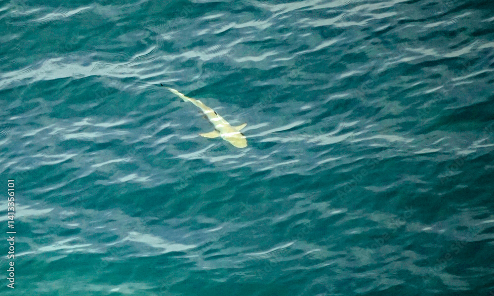 aerial view of a reef shark on the Maledives