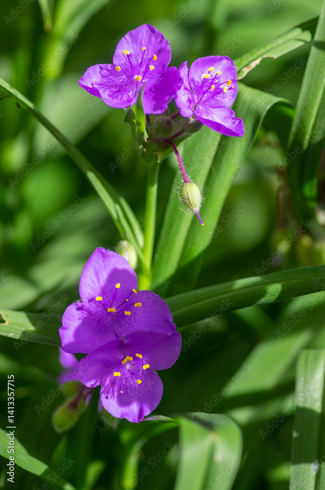 Tradescantia virginiana the Virginia spiderwort purple violet flowering plants, three petals flowers in bloom