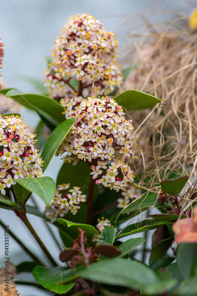 Skimmia japonica rubella japanese flowers in bloom, beautiful ornamental early spring ping white flowering shrub