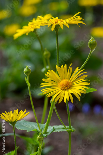 Fotografia Doronicum orientale leopards bane bright yellow spring flowers in bloom, ornamen