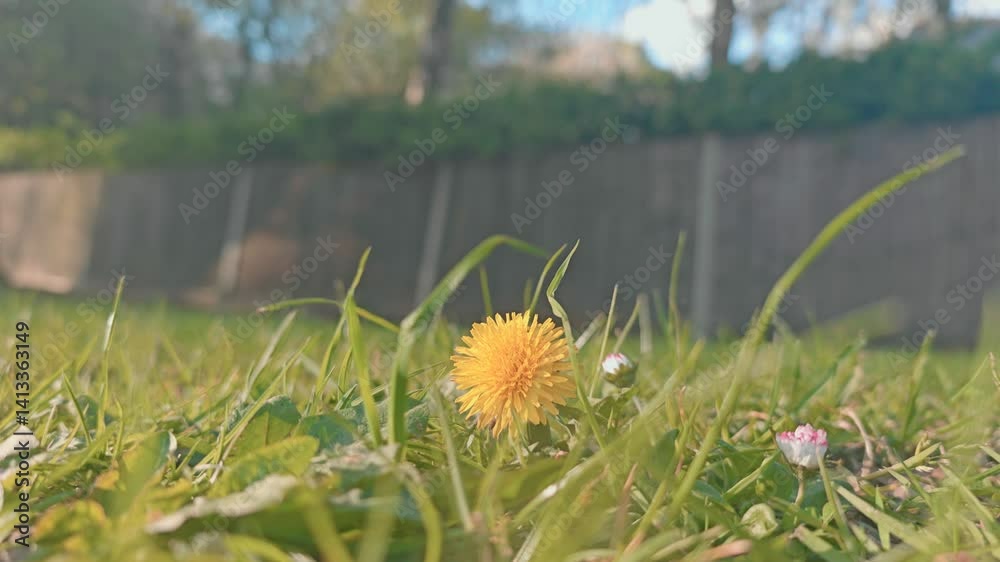 yellow dandelions in the grass
