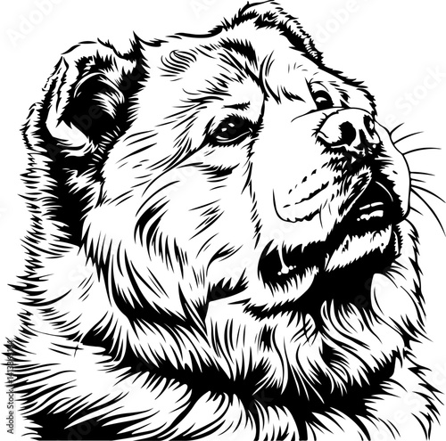 Chow Chow Dog, animal, vector, mammal, sketch, cat, pet, wildlife, nature, dog, illustration, fur, wild, drawing, bear, head, hand drawn, isolated, black, cute, white, shaggy, tail, zoo, beast, domest