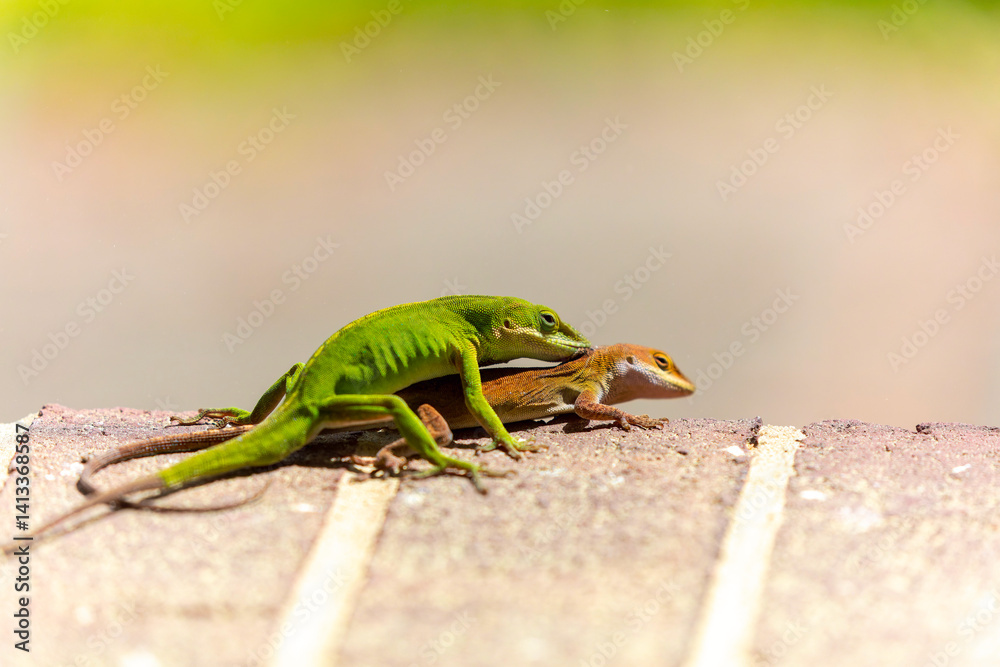 Fototapeta premium Green anole ( Anolis carolinensis) during mating, knows as Carolina anole, Carolina green anole, etc. United States and sometimes referred to as the American chameleon.