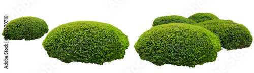 Set of green bushes, shrubs isolated on transparent background, for landscaping, boxwood bush, Euonymus