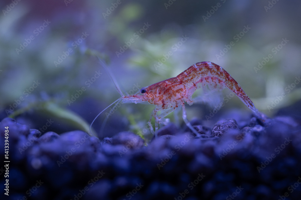 Red shrimp under the surface.
