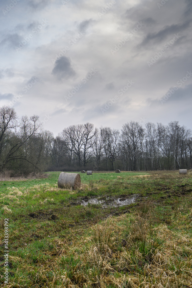 Old round bales of grass on a wet meadow with leafless trees in the background.