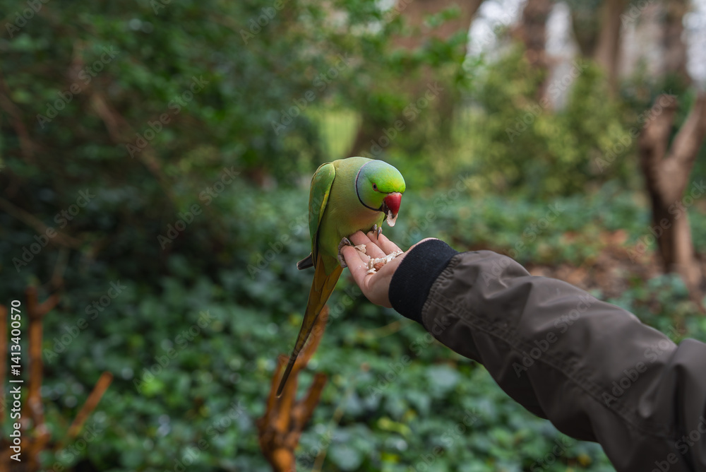 A green parakeet with a red beak perches on a hand, feeding on seeds. Dense foliage and tree trunks in the background suggest a natural park in London.