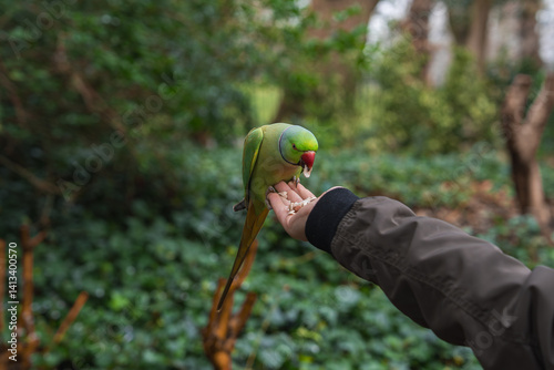 Obraz na płótnie A green parakeet with a red beak perches on a hand, feeding on seeds. Dense foliage and tree trunks in the background suggest a natural park in London. w salonie