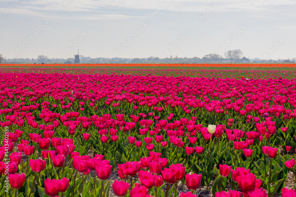 Selective focus rows of multicolor flowers field with blurred windmills as background, Tulips from a genus of spring-blooming perennial herbaceous bulbiferous geophytes, Tulip festival in Netherlands. Selective focus rows of multicolor flowers field with blurred windmills as background, Tulips from a genus of spring-blooming perennial herbaceous bulbiferous geophytes, Tulip festival in Netherlands.
