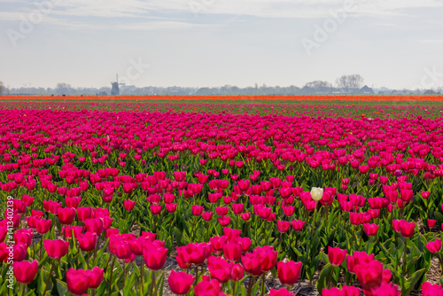 Obraz na płótnie Selective focus rows of multicolor flowers field with blurred windmills as background, Tulips from a genus of spring-blooming perennial herbaceous bulbiferous geophytes, Tulip festival in Netherlands. w salonie