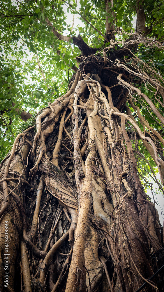Banyan tree in Asia looking up at aerial roots Banyan tree in Asia looking up at aerial roots