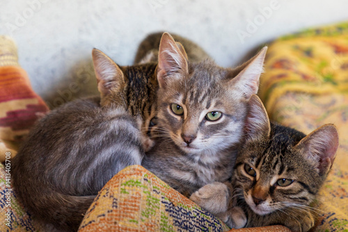 Three kittens snuggled up together.