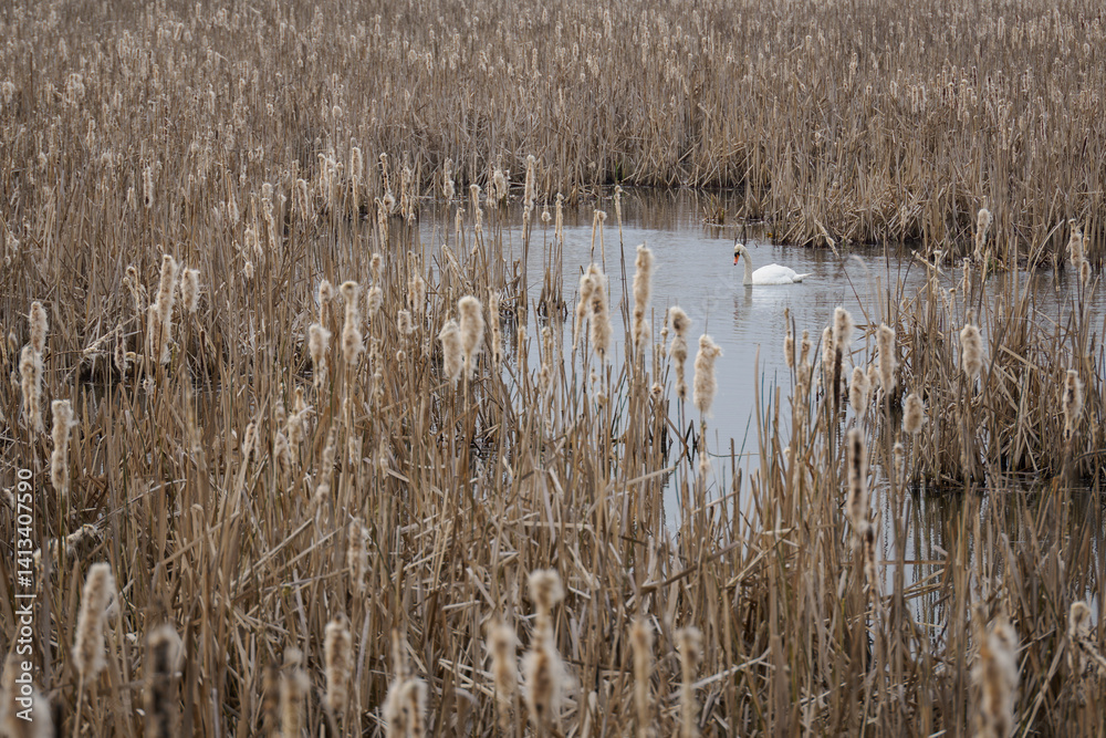 A swan swims on a pond with reeds.