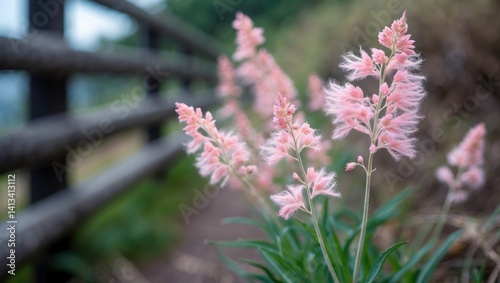 Joe-Pye Weed Sightings on a Hiking Path photo