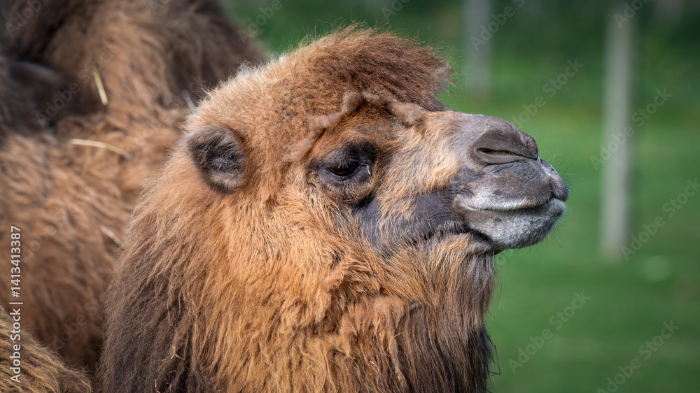 Fototapeta premium Close-up Bactrian Camel