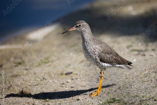 Close up of a black tailed godwit on the shoreside in Gloucestershire, UK on 11 April 2025