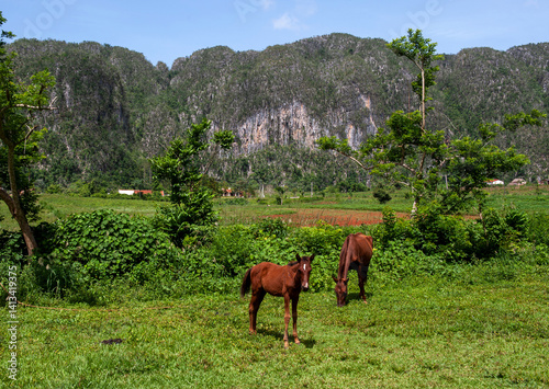 Cuba. Horses graze near a tobacco field in Cuba.