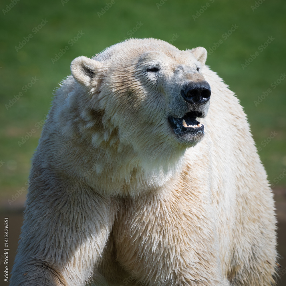 Fototapeta premium Adult Male Polar Bear Close-up