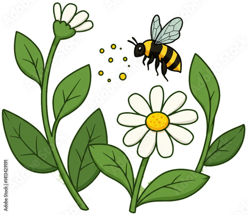 Bee pollinating daisies