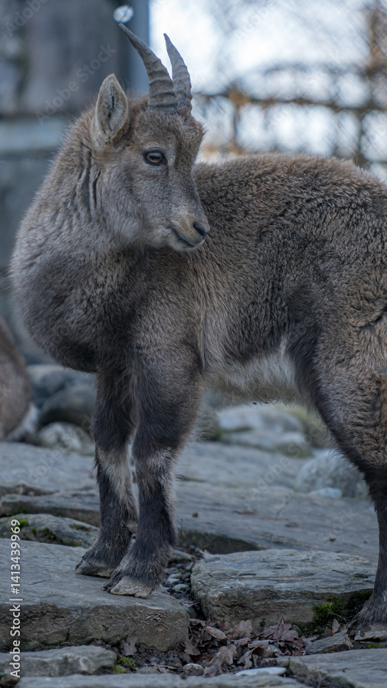Fototapeta premium Young mountain goat standing on rocky terrain, gazing back with curiosity in a natural habitat