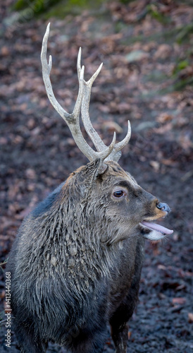 Majestic deer with large antlers standing in the forest, mouth open as if calling or exhaling