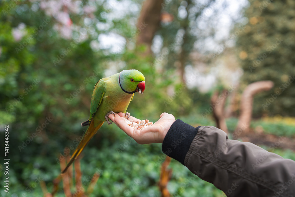A vibrant green parakeet with a red beak perches on a hand, eating seeds in a park. Lush greenery and blurred trees create a serene outdoor setting.