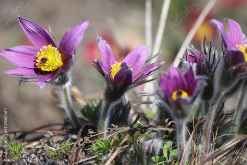 Bilde på lerret Pasque flower, beautiful spring flowers, Pulsatilla vulgaris.