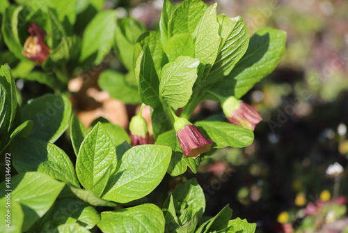 Flowering Scopolia carniolica plants, early spring. photo
