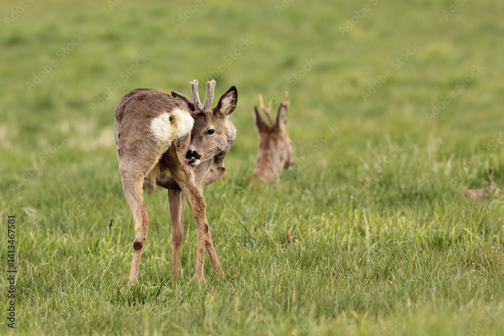 Sarna europejska (Capreolus capreolus) roe deer