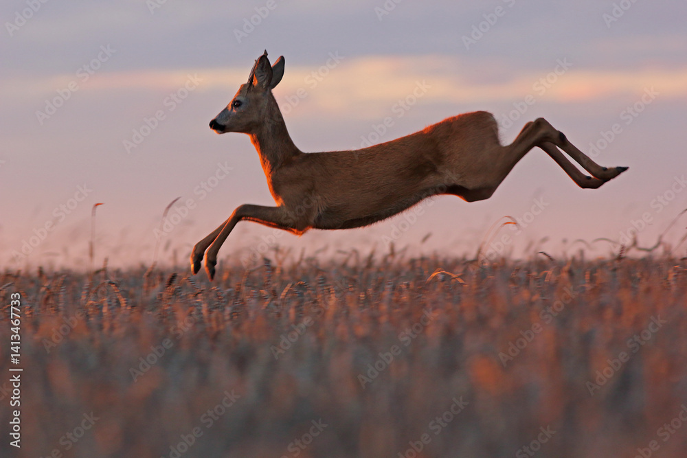 Sarna europejska (Capreolus capreolus) roe deer