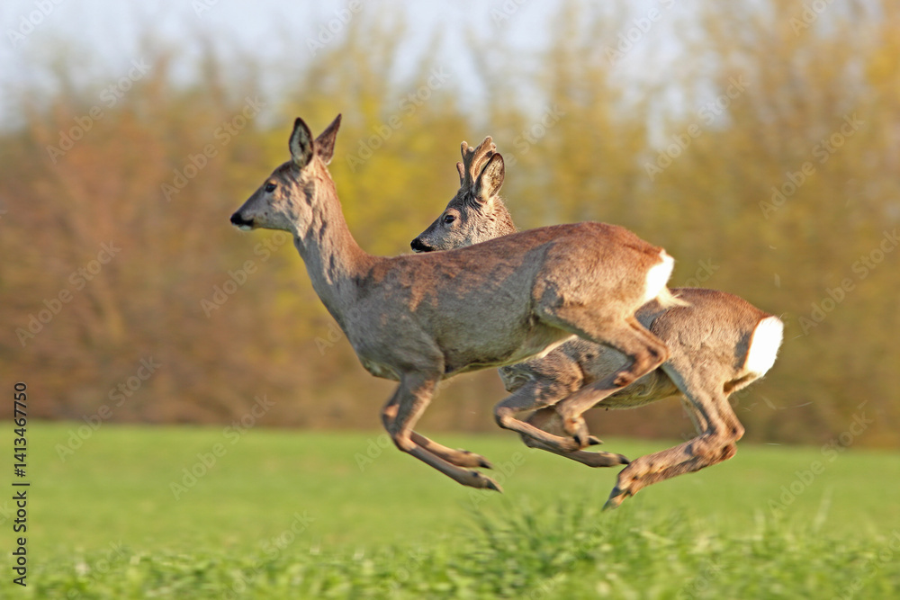 Sarna europejska (Capreolus capreolus) roe deer
