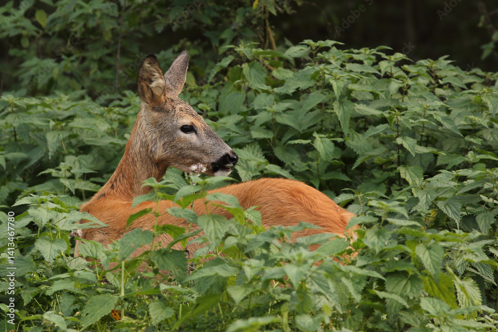 Sarna europejska (Capreolus capreolus) roe deer