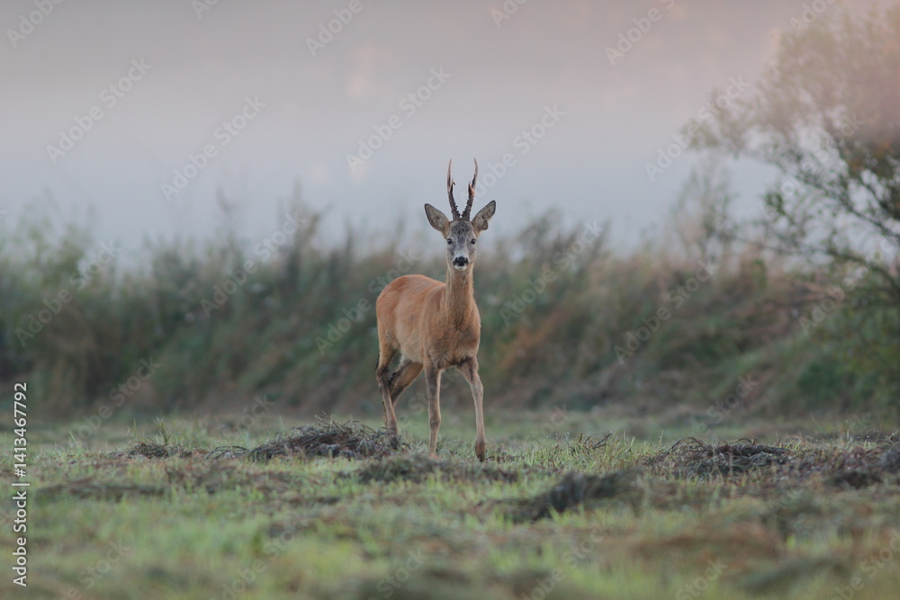 Sarna europejska (Capreolus capreolus) roe deer